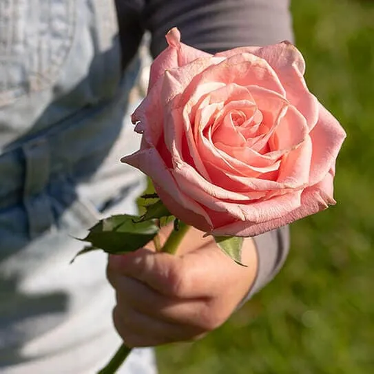 thankful rose flowers