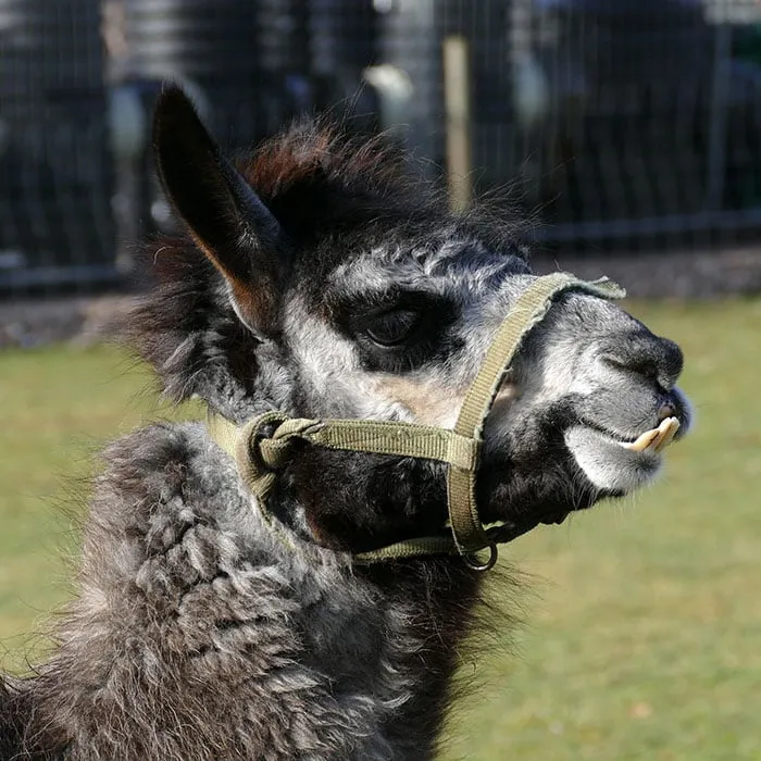 malocclusion