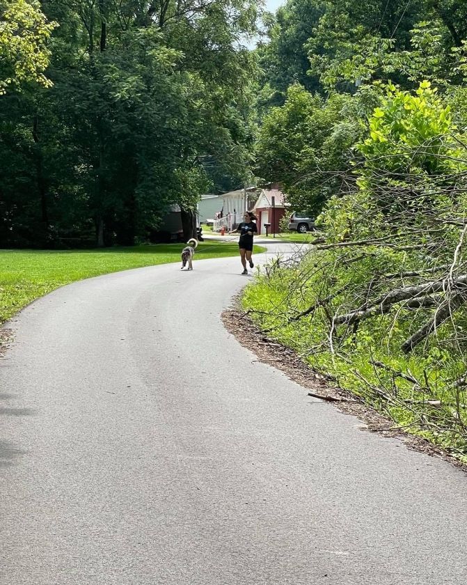 with animals walking